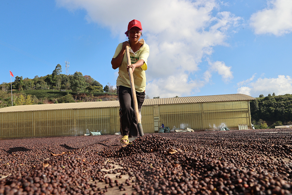 Flambé des prix du Cacao. Quelles conséquences pour les petits producteurs?